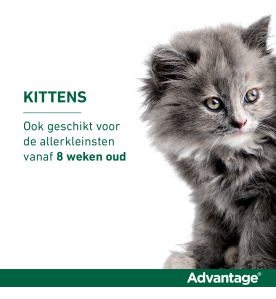 Advantage 40 Kat Kleiner dan 4 kg - 4 pipetten