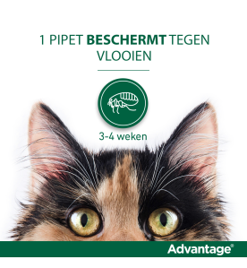 Advantage 80 Kat Groter dan...