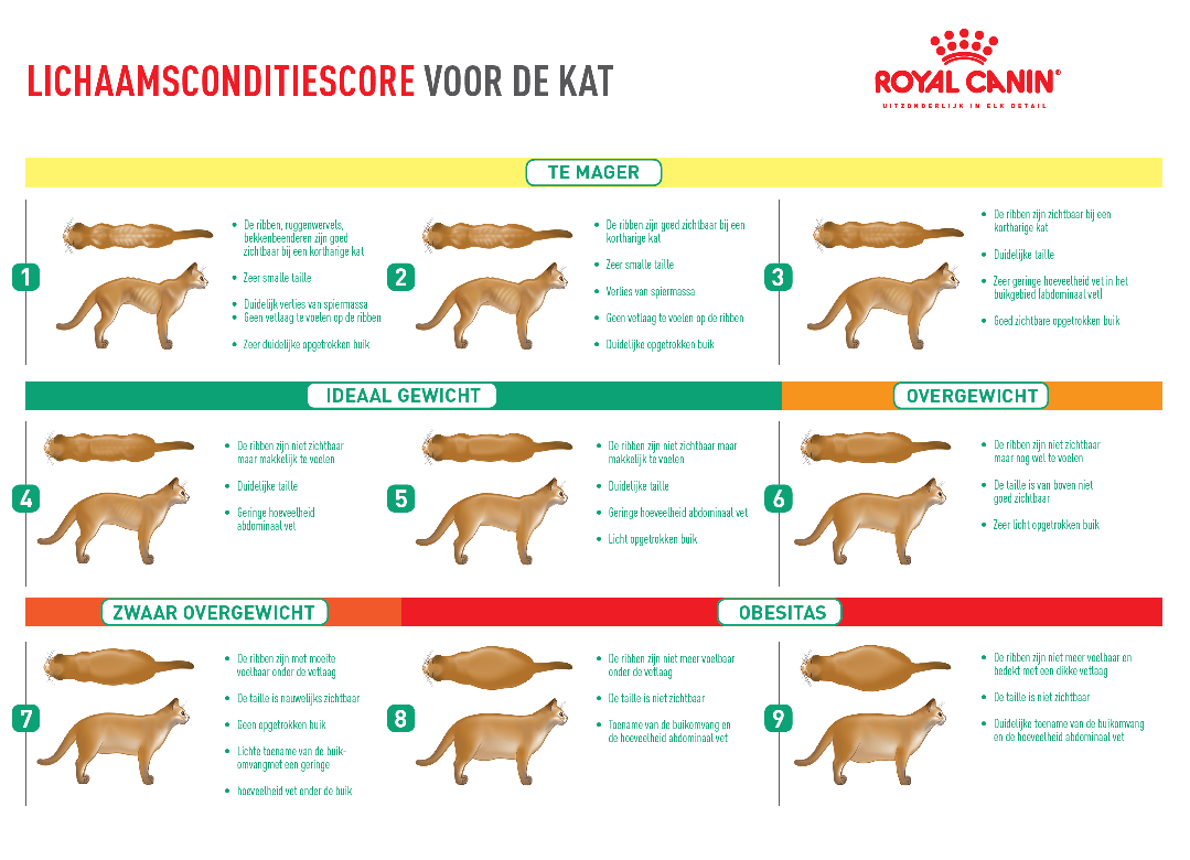 Bodyscore Index Hond