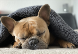 Braken bij de hond: van onschuldig tot spoedeisend