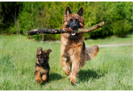 Ehrlichiose bij honden