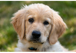 Haaruitval bij honden en katten: normale rui of een onderliggend probleem?