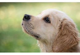 Hartwormziekte (Dirofilariose) bij de hond