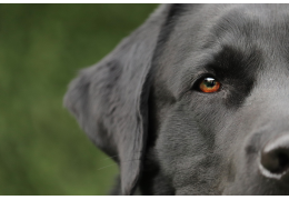 Kieswortelabcessen bij de hond