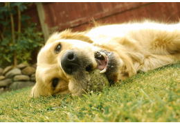 Oververhitting (Hyperthermie) bij de hond