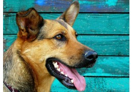 Exocriene pancreasinsufficiëntie (EPI) bij de hond en kat