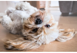 Vlooienallergie bij honden en katten