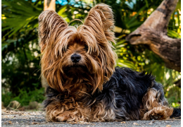 IBD (Inflammatory Bowl Disease) bij honden en katten