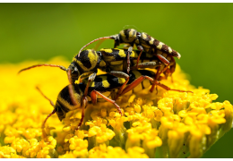 Mijn dier is gestoken door een insect, wat moet ik nu doen?