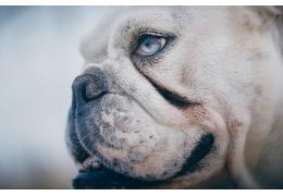 Droge ogen of Keratoconjunctivitis Sicca (KCS) bij honden en katten