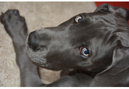 Osteochondrosis Dissecans bij honden (OCD)