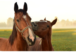 Waarom paarden zo gevoelig zijn voor maagzweren