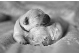 Optimale ondersteuning tijdens dracht en lactatie bij honden en katten