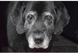 Voedingsadvies voor de oude hond