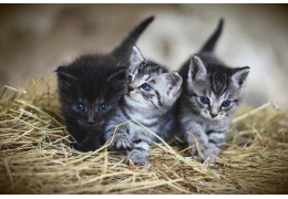 Niesziekte bij katten